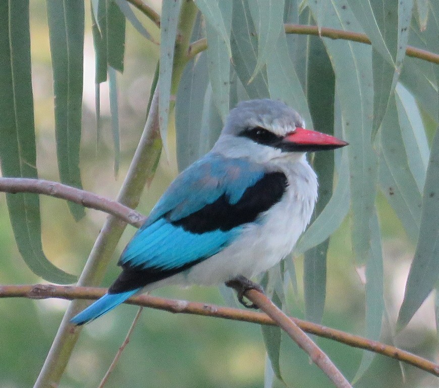 Woodland Kingfisher - ML148014761