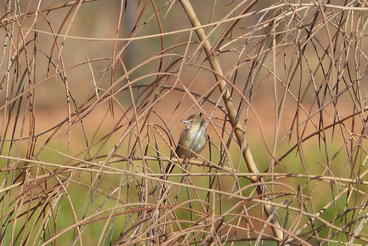 Plain Prinia - Vinod Shankar