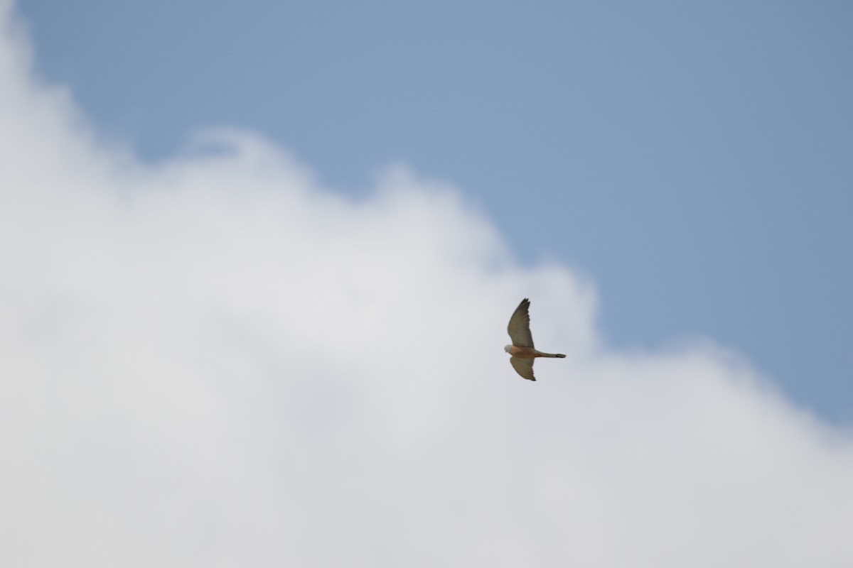 Lesser Kestrel - ML148016031