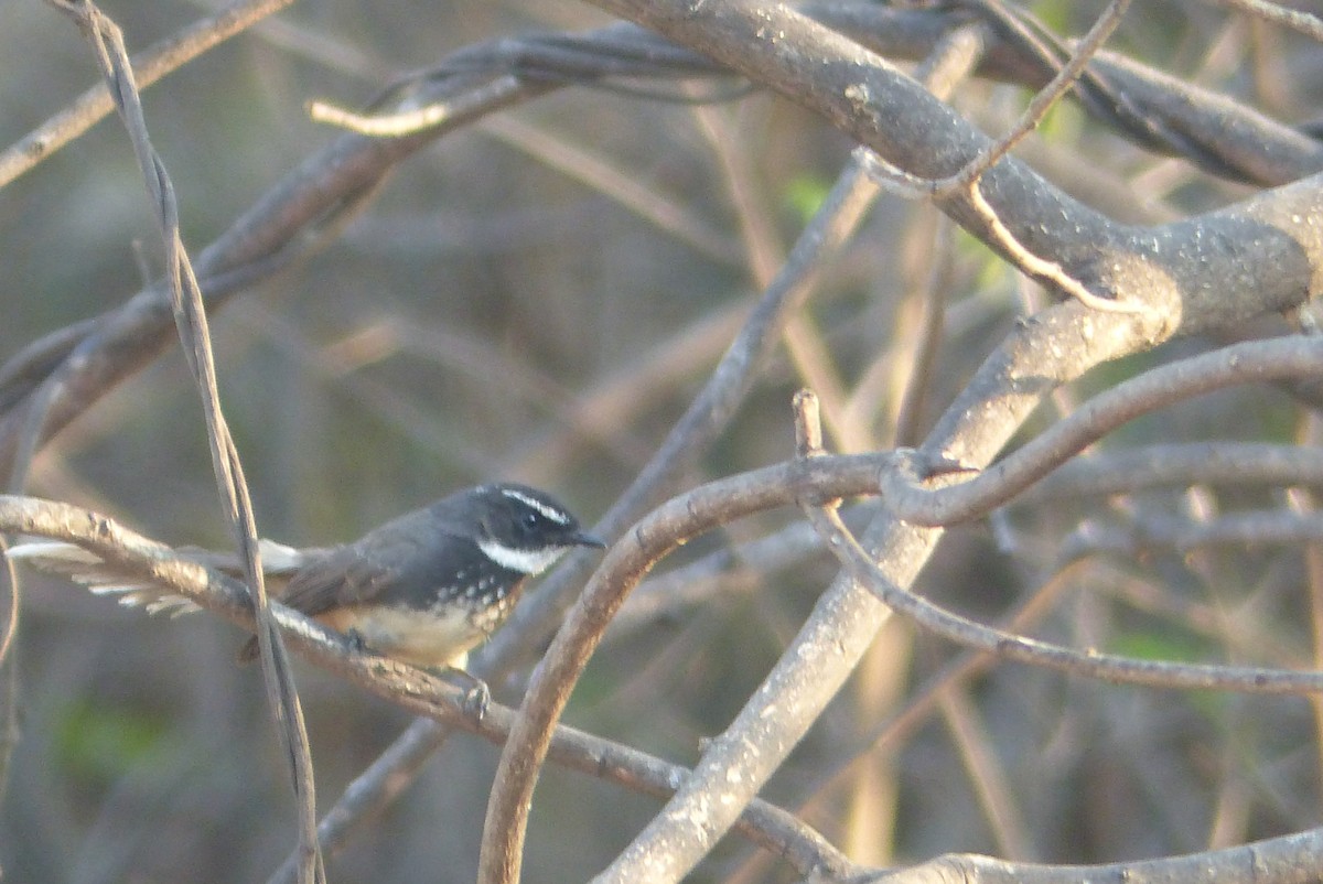 Spot-breasted Fantail - Vinod Shankar