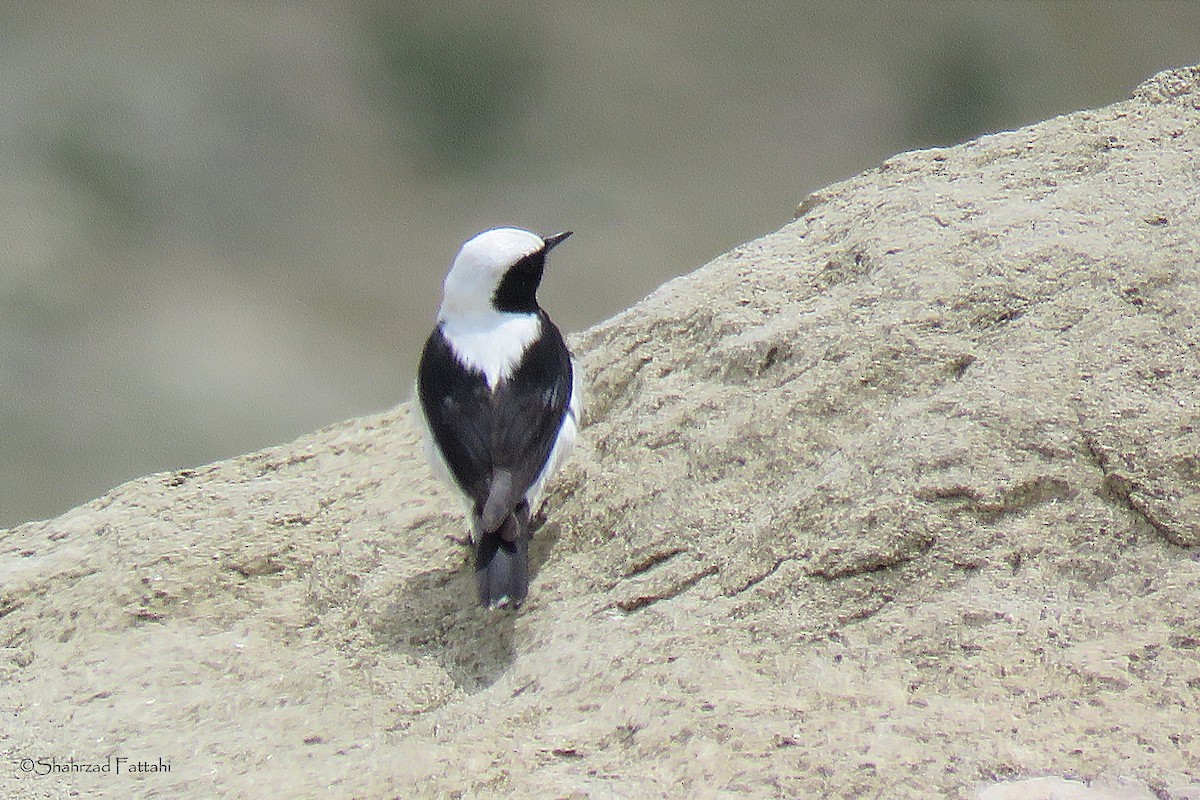 Finsch's Wheatear - Shahrzad Fattahi