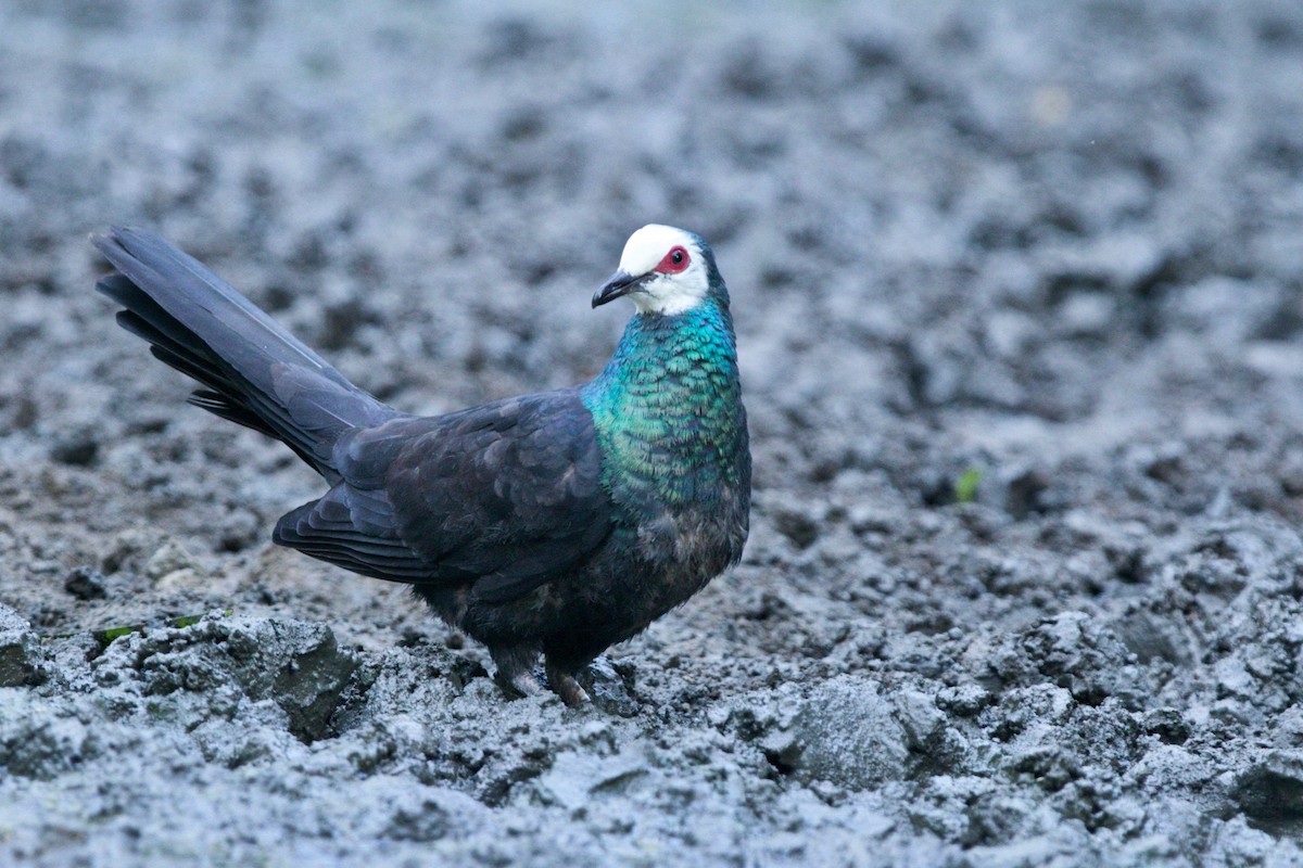 White-faced Cuckoo-Dove - Simon Mitchell