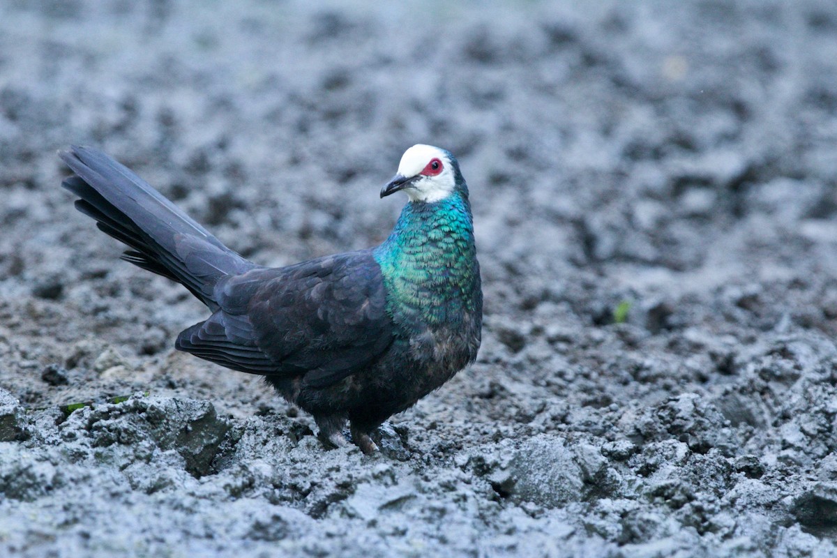 White-faced Cuckoo-Dove - ML148017651