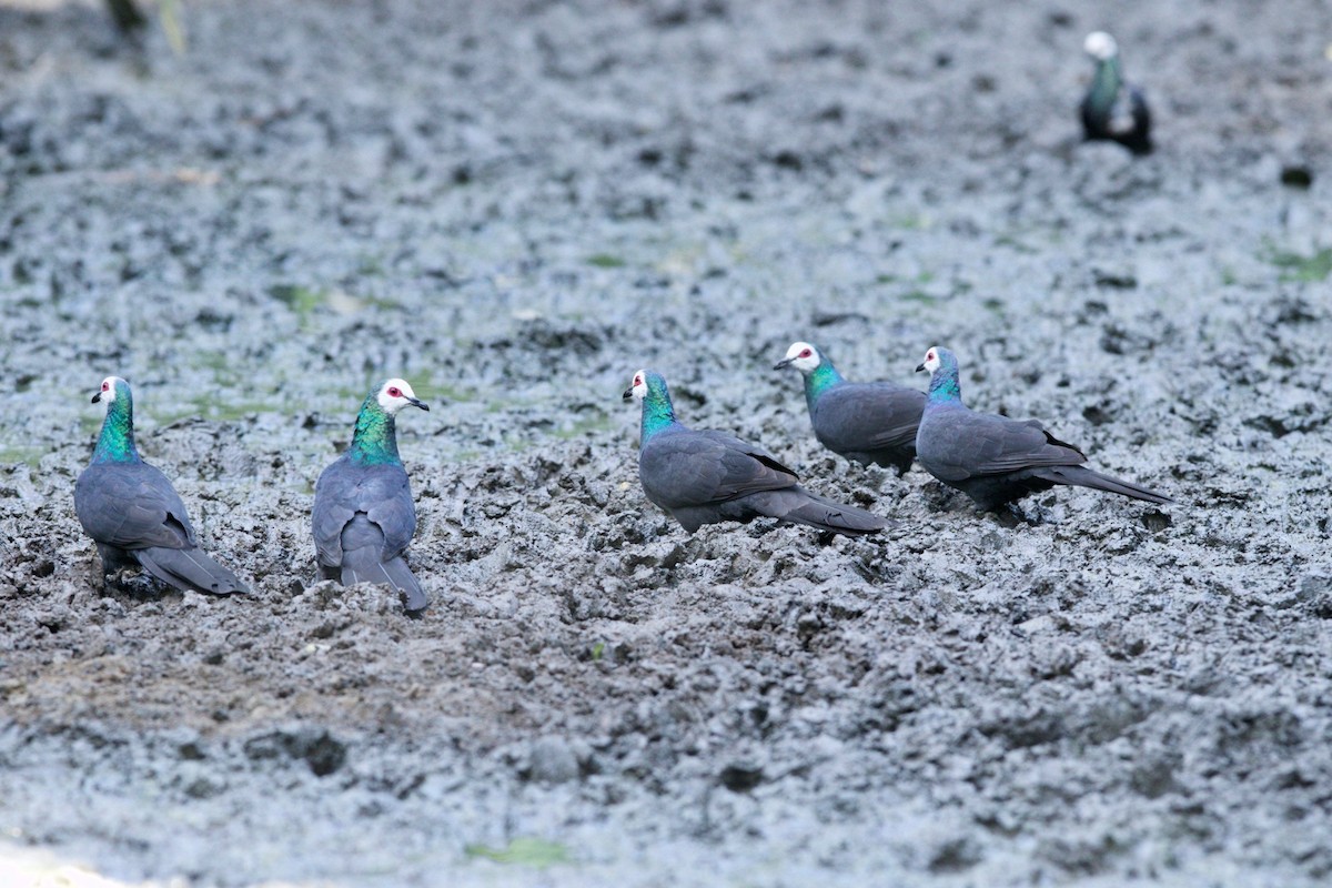 White-faced Cuckoo-Dove - ML148017661