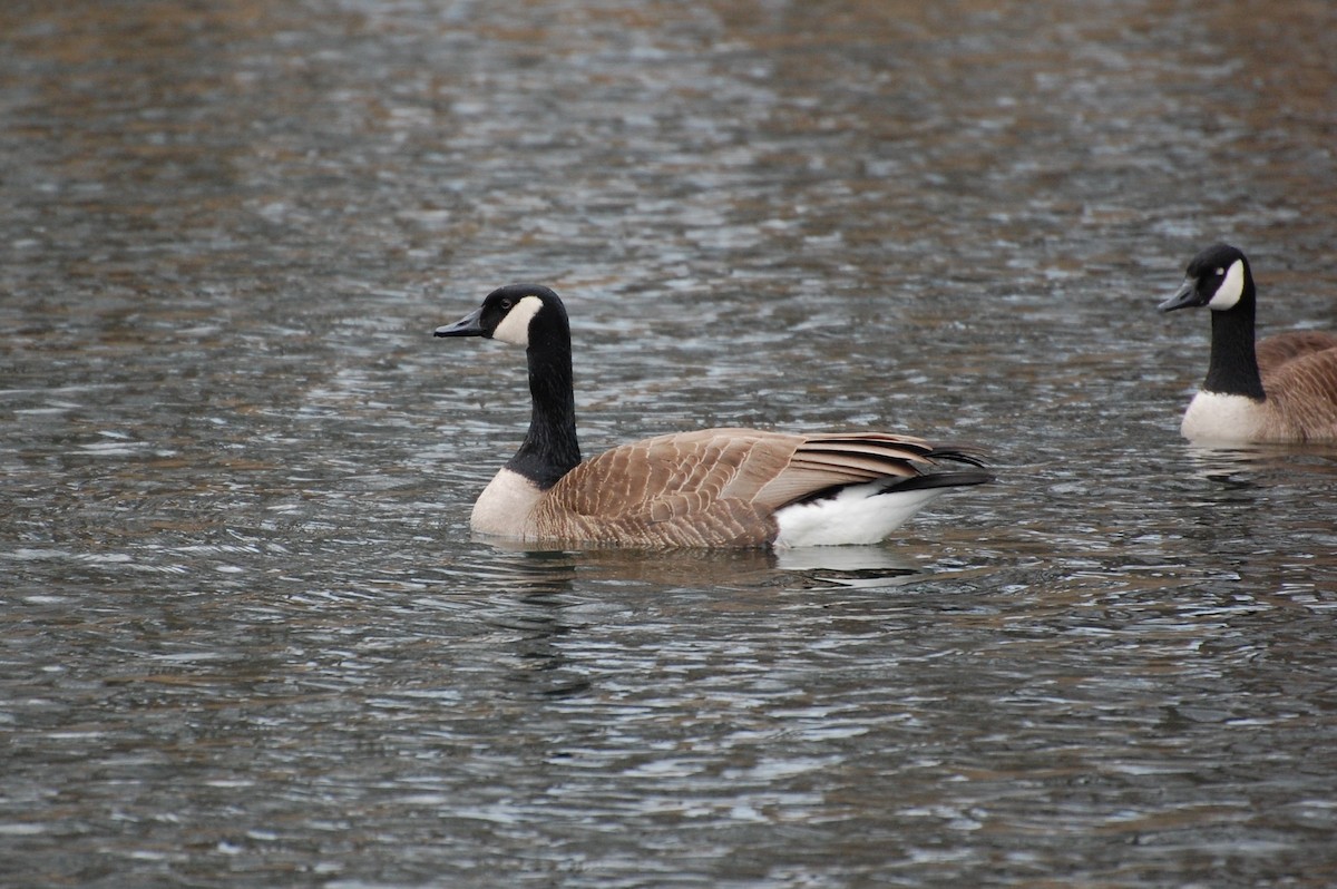 Canada Goose - ML148018601