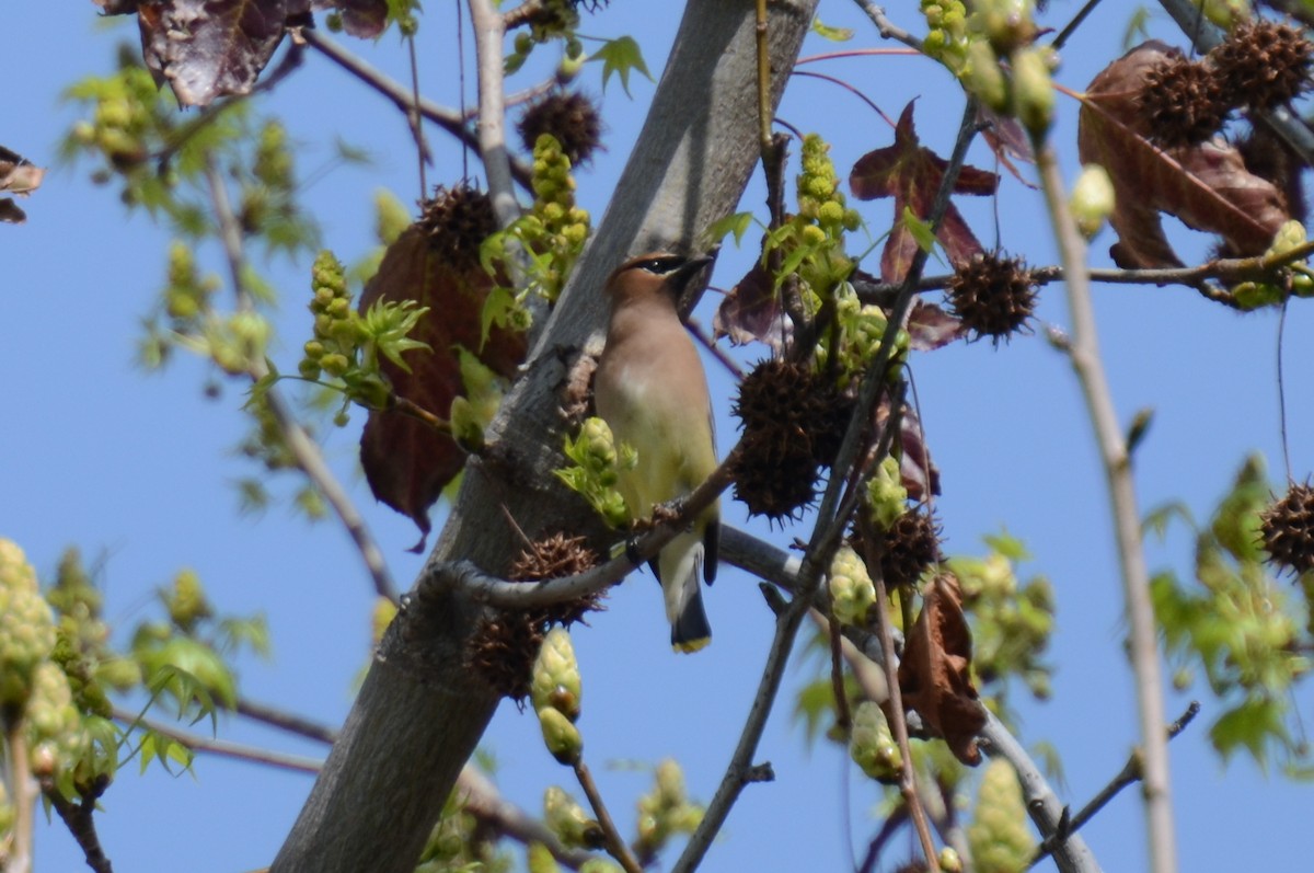 Cedar Waxwing - ML148018651