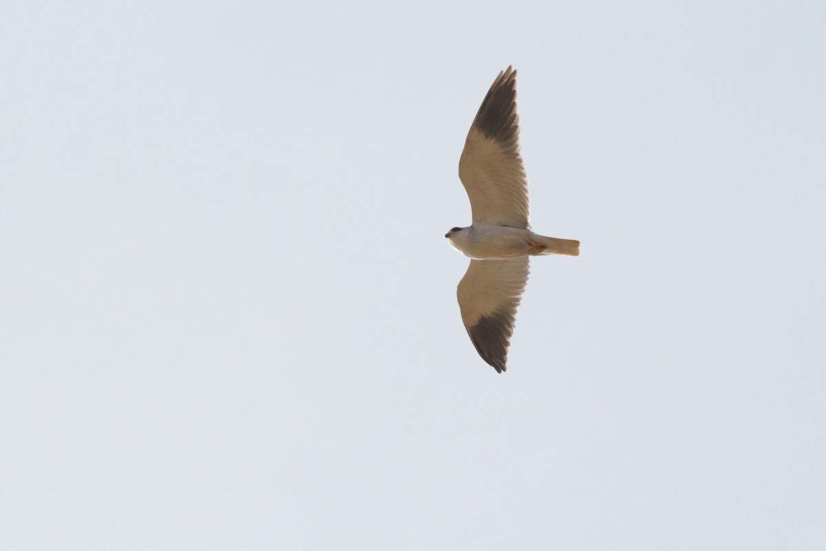 Black-winged Kite (African) - ML148018861
