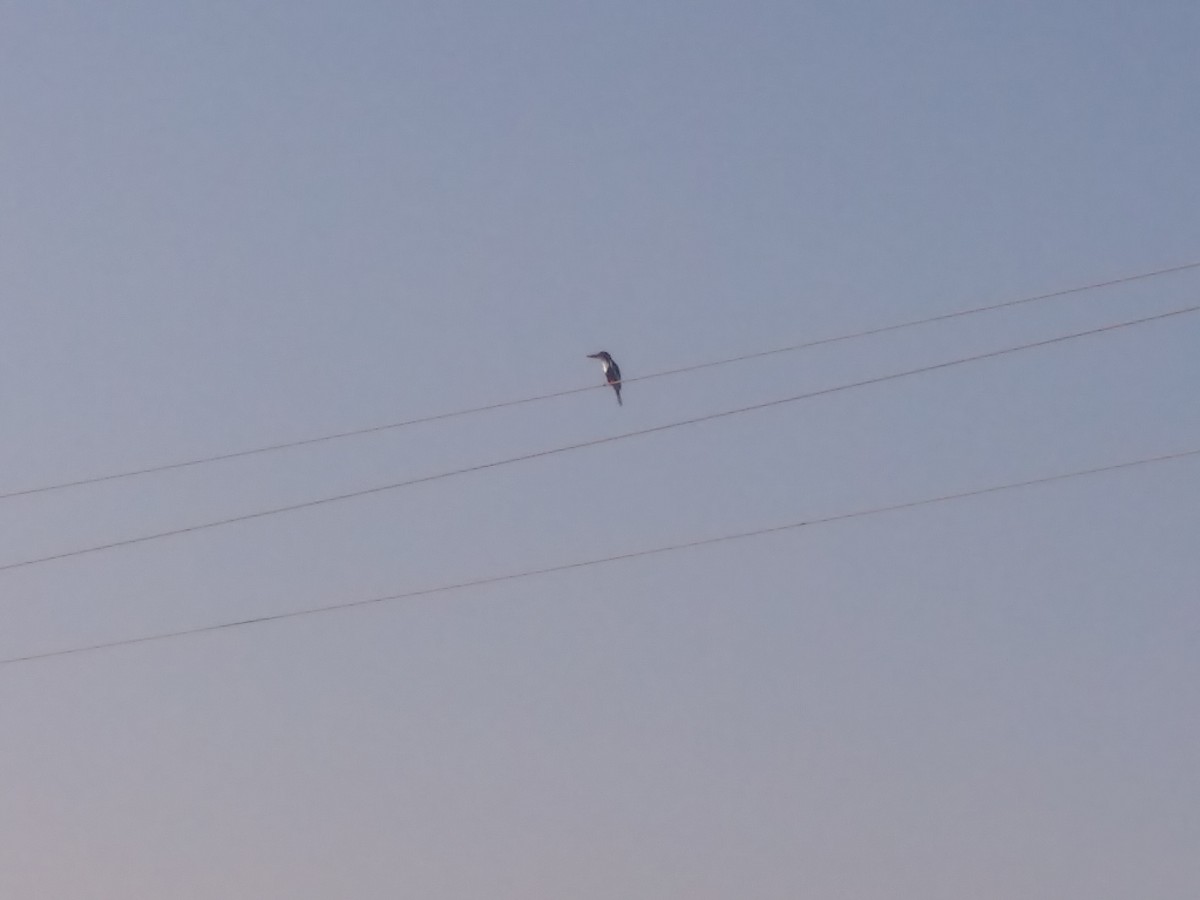 White-throated Kingfisher - ML148018921