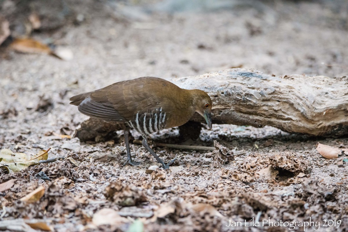 Slaty-legged Crake - ML148020101