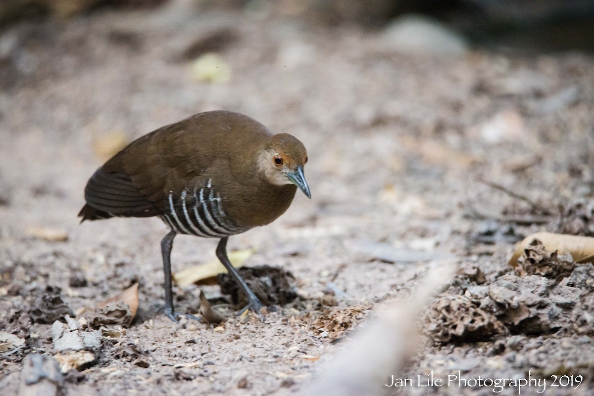 Slaty-legged Crake - Jan Lile