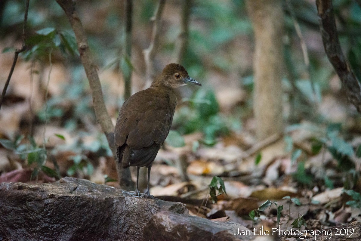 Slaty-legged Crake - Jan Lile