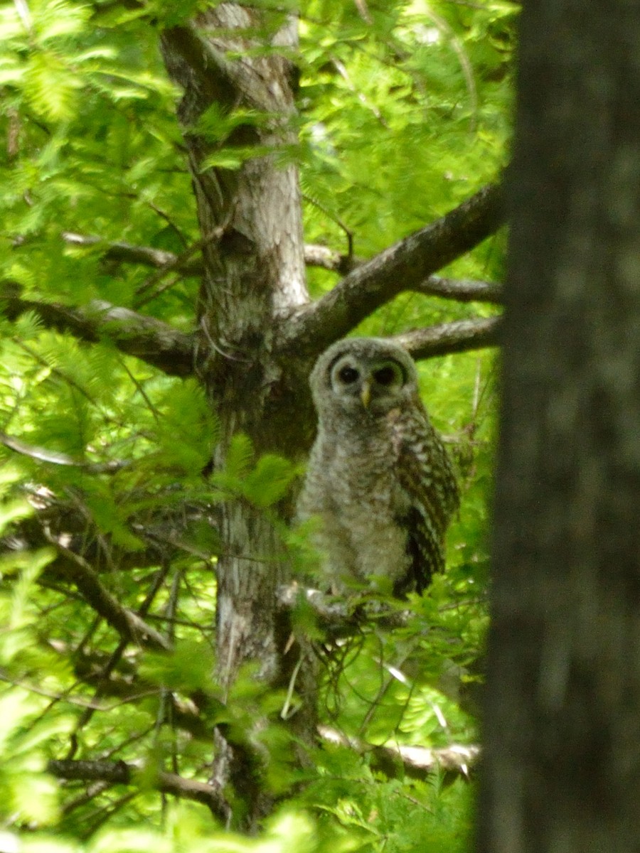 Barred Owl - ML148020131