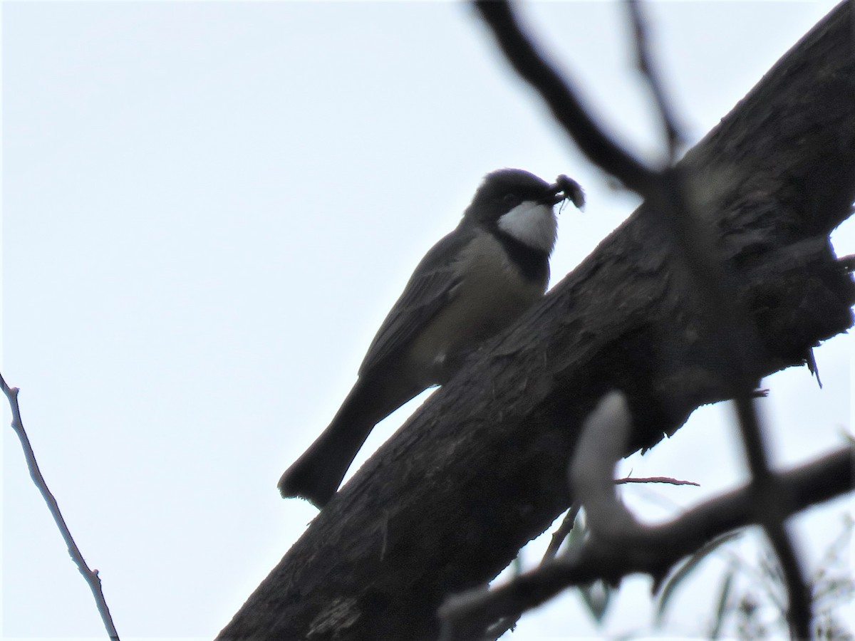 Rufous Whistler - ML148020141