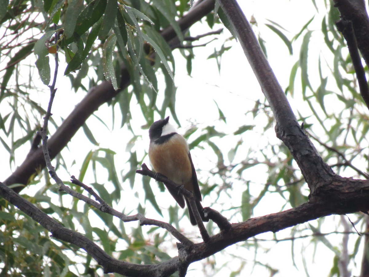 Rufous Whistler - ML148020241