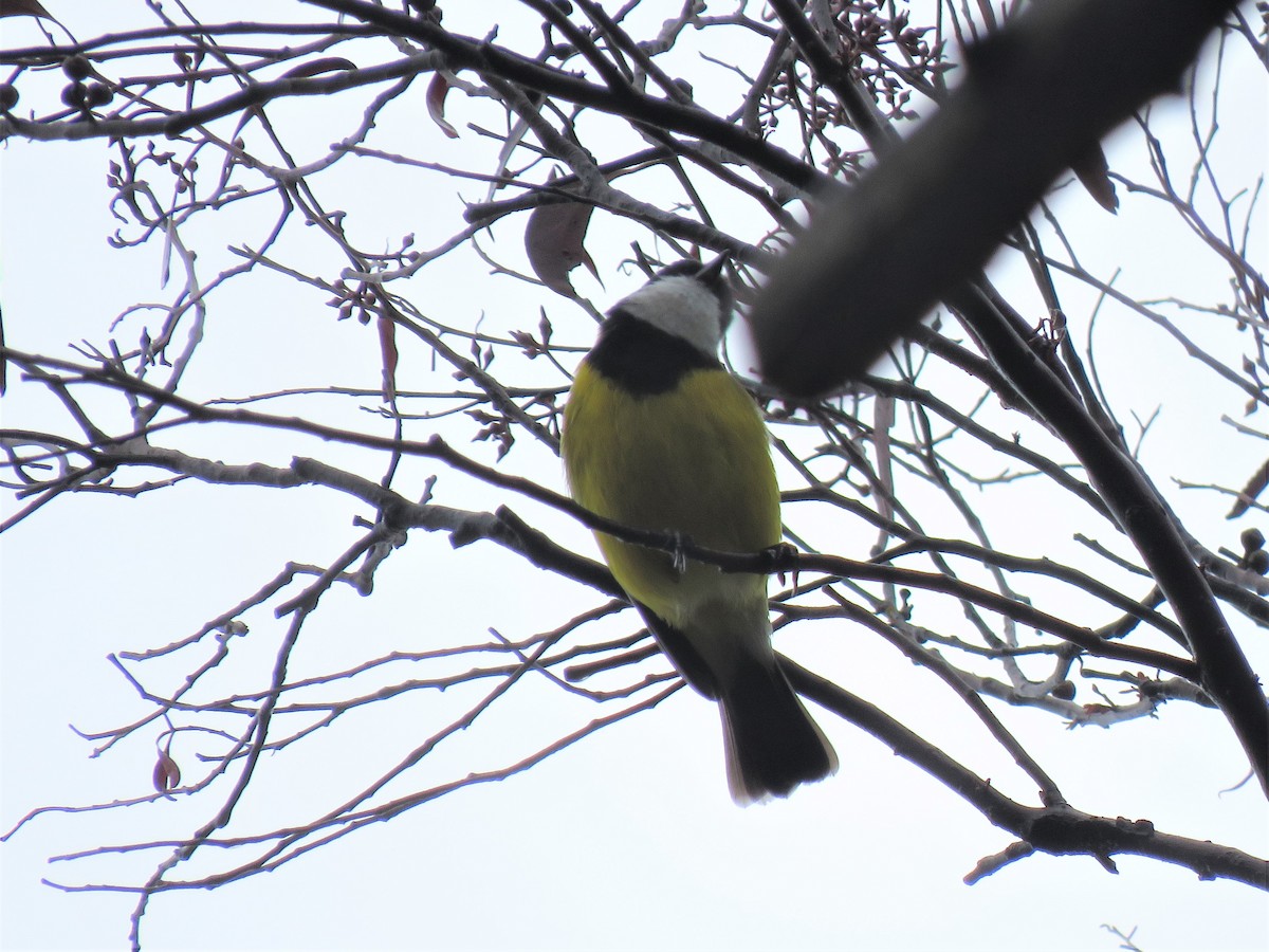 Golden Whistler - Kumiko Callaway