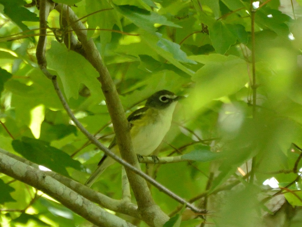 Mavi Başlı Vireo - ML148020561