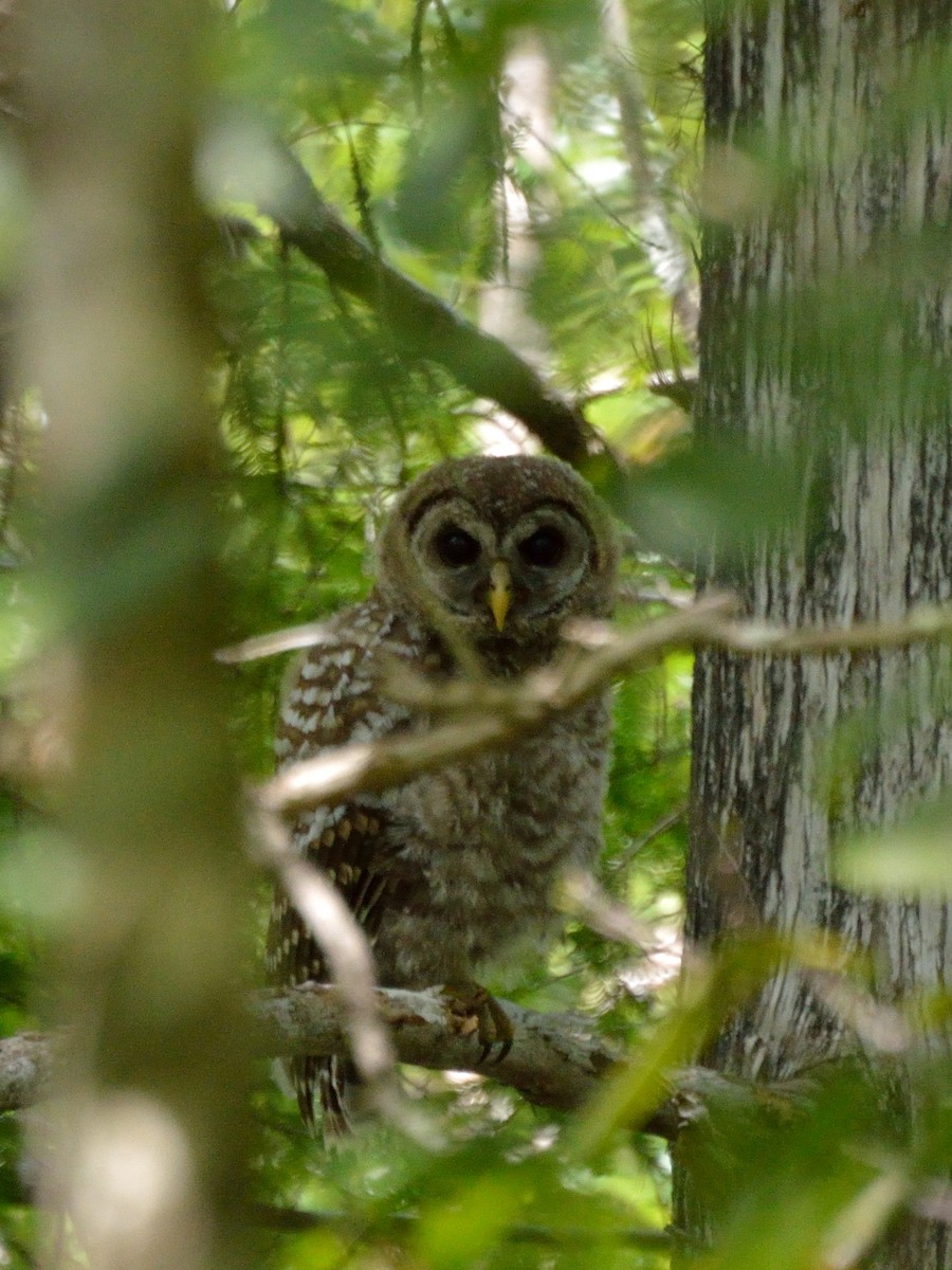 Barred Owl - Bente Torvund