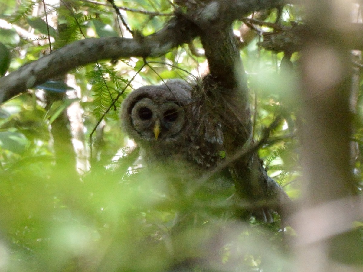 Barred Owl - Bente Torvund