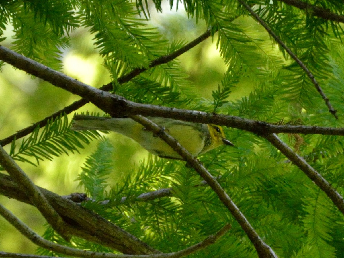 Black-throated Green Warbler - ML148021071