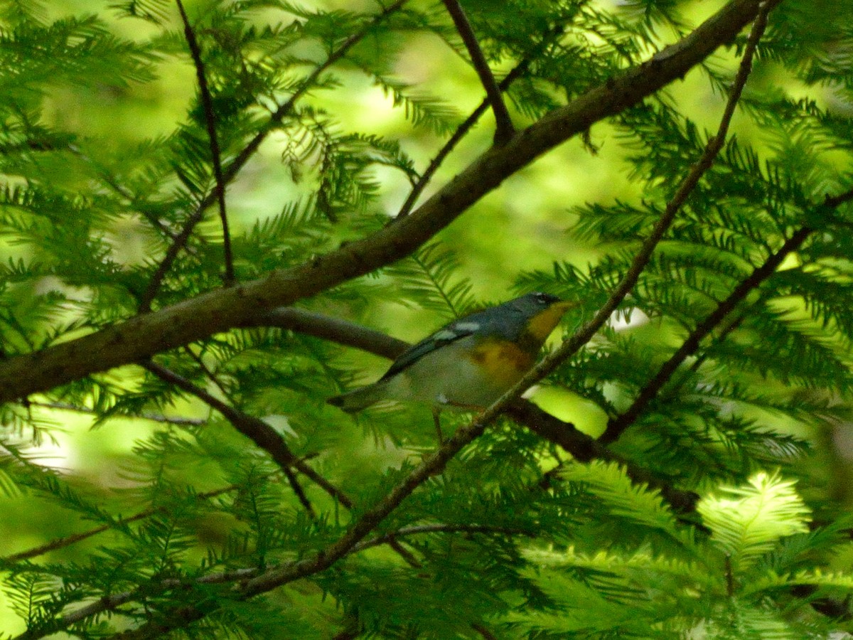 Northern Parula - Bente Torvund