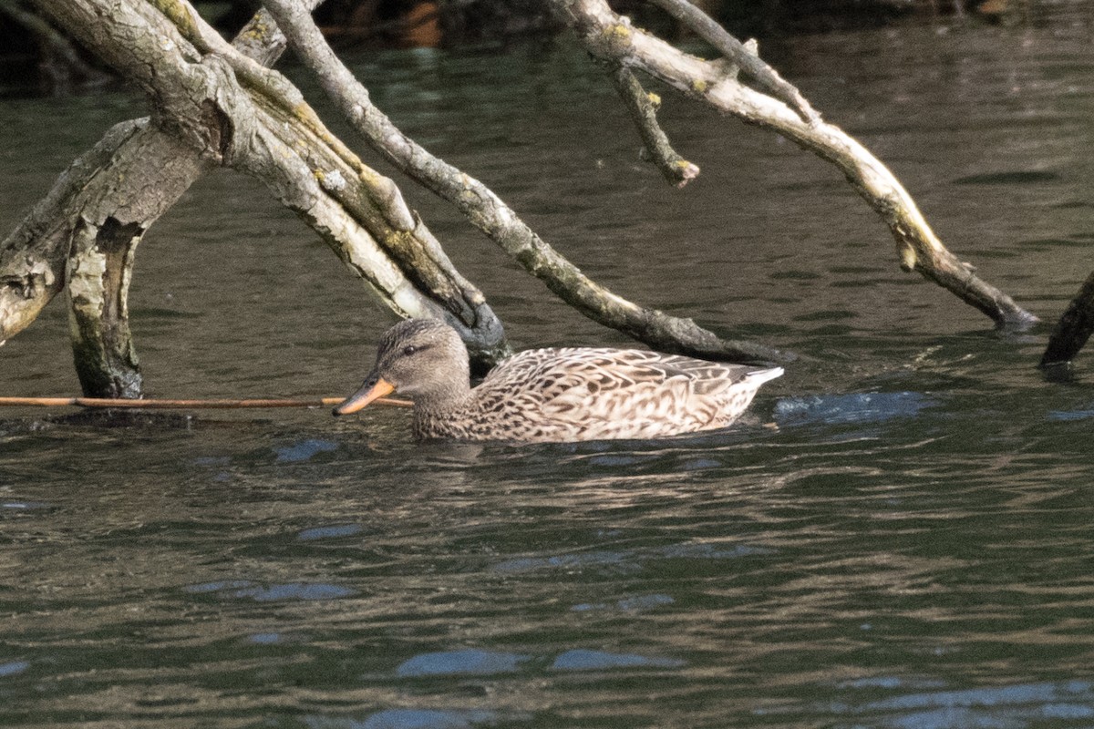 Gadwall - ML148022121