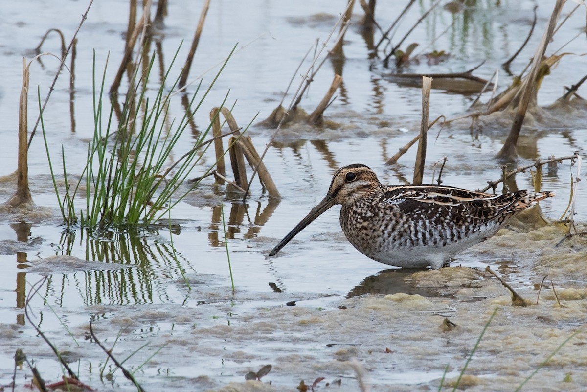 Wilson's Snipe - 🐦‍⬛Steven Warmack