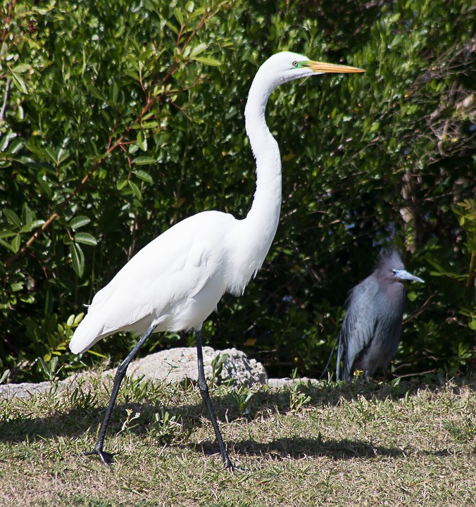 Little Blue Heron - ML148027371