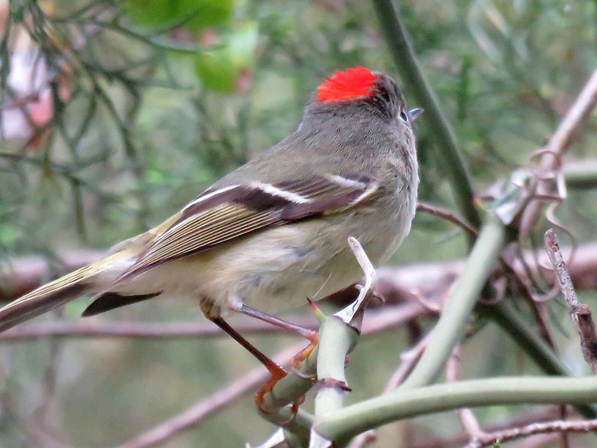 Ruby-crowned Kinglet - ML148029691