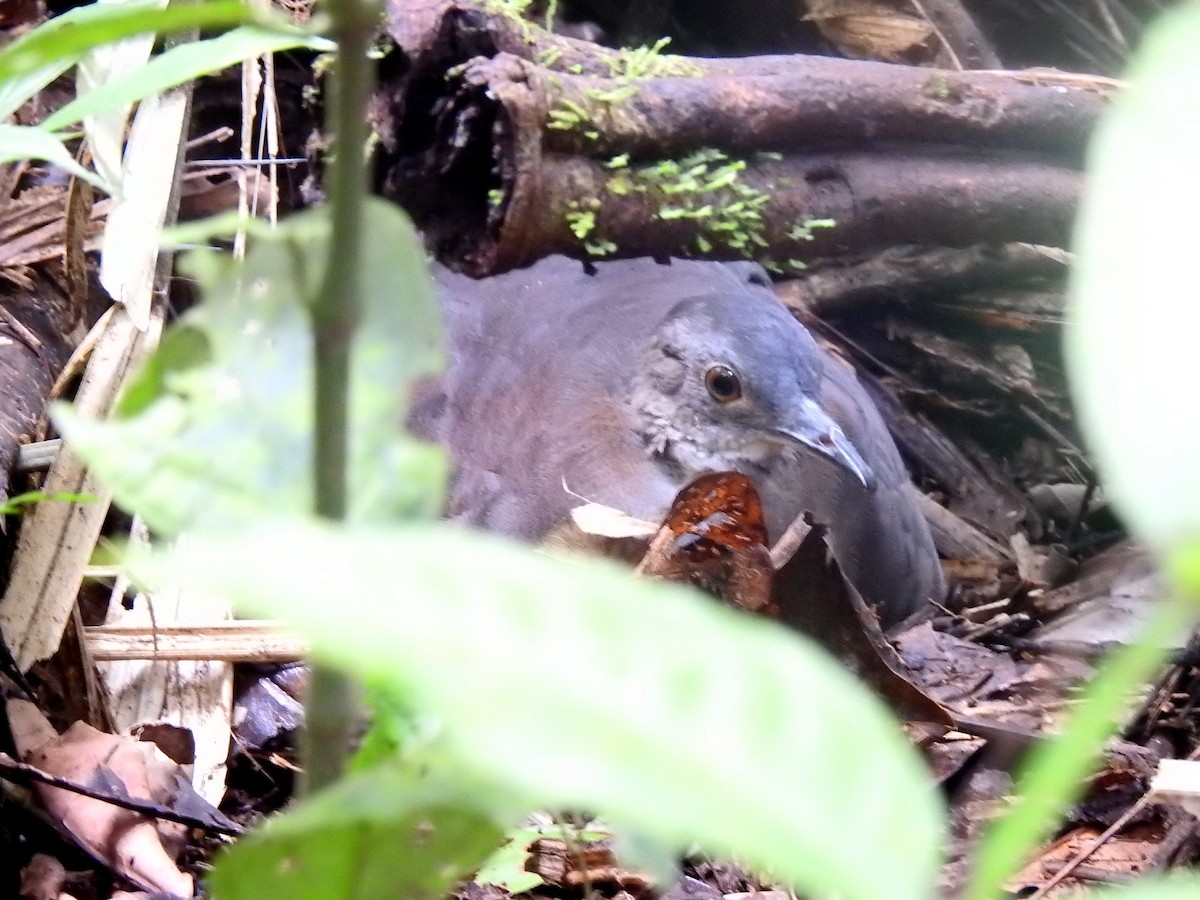 Undulated Tinamou - ML148031951