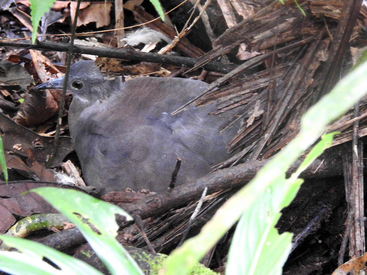 Undulated Tinamou - ML148031961