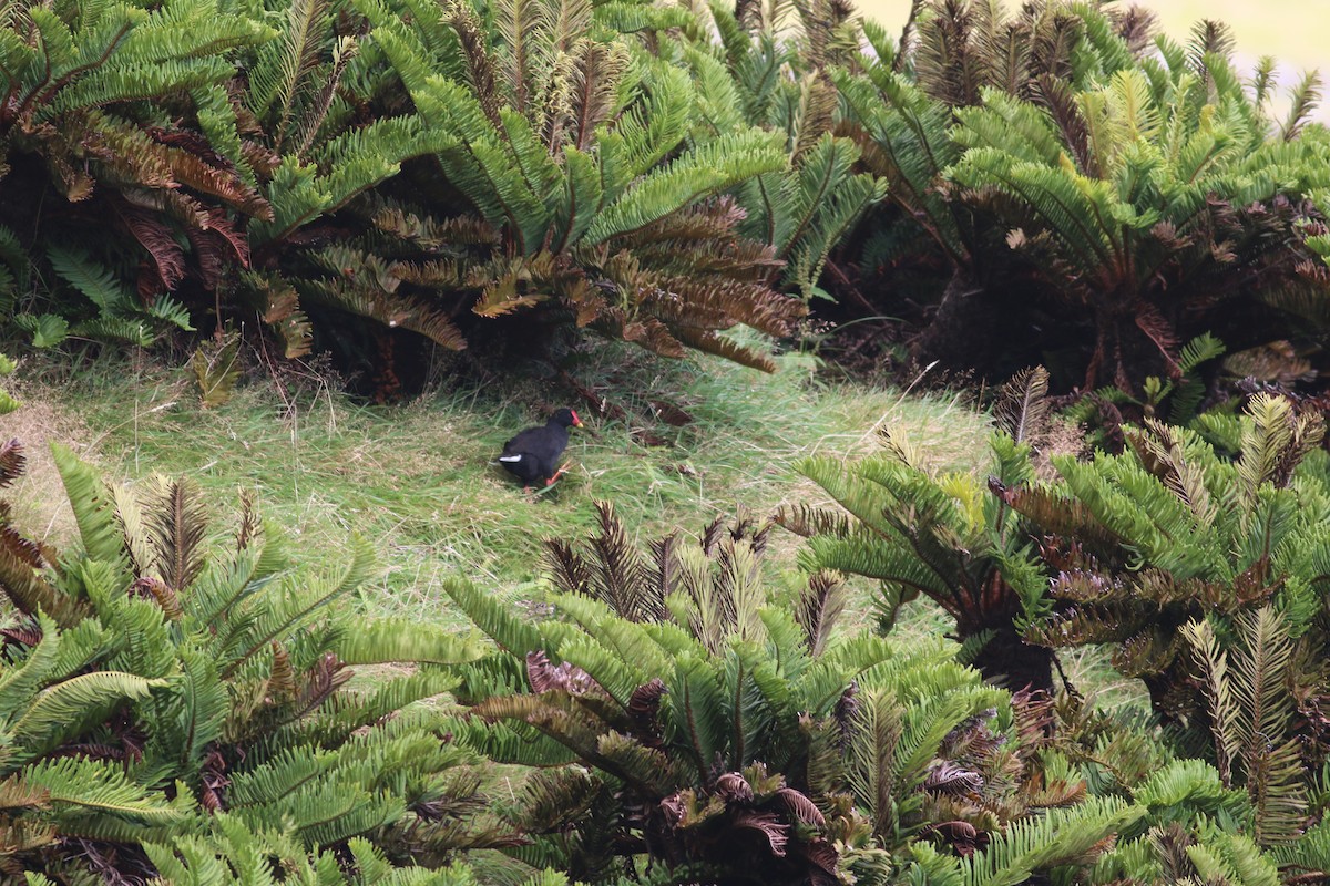 Gough Moorhen - Scott Schuette