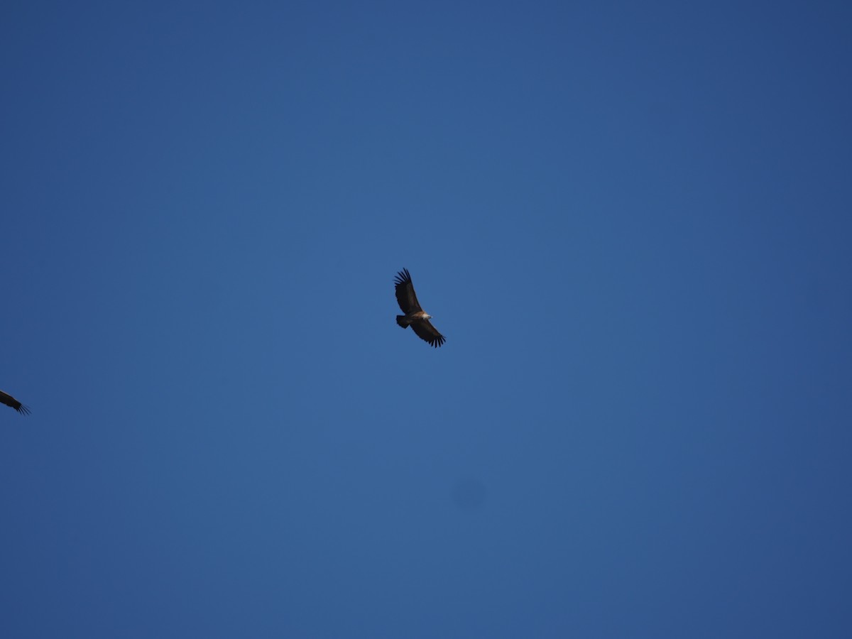 Eurasian Griffon - ML148032771