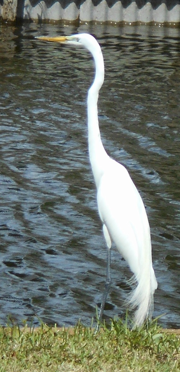 Great Egret - Sharon Buck