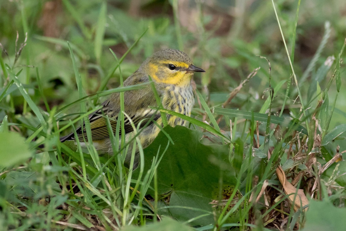 Cape May Warbler - ML148036481