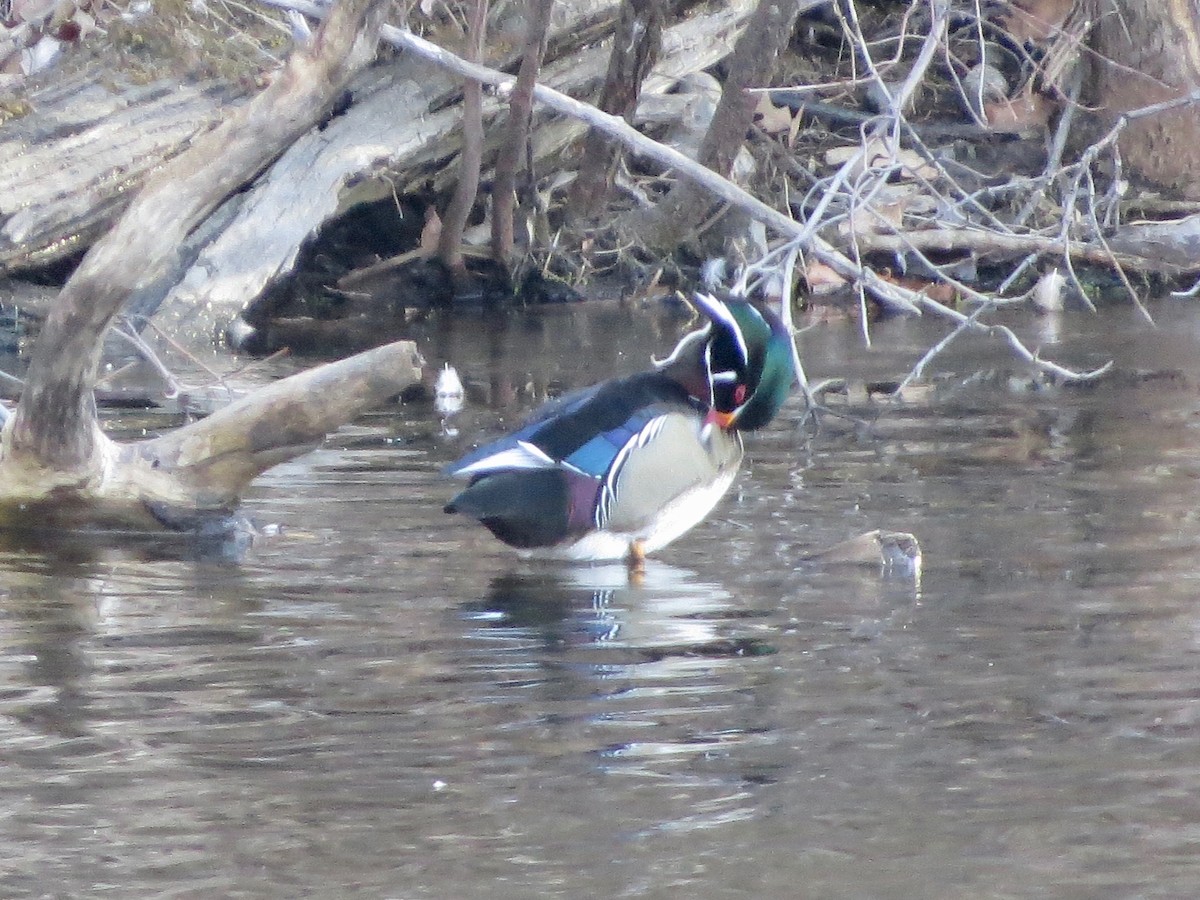 Wood Duck - Marjorie Watson