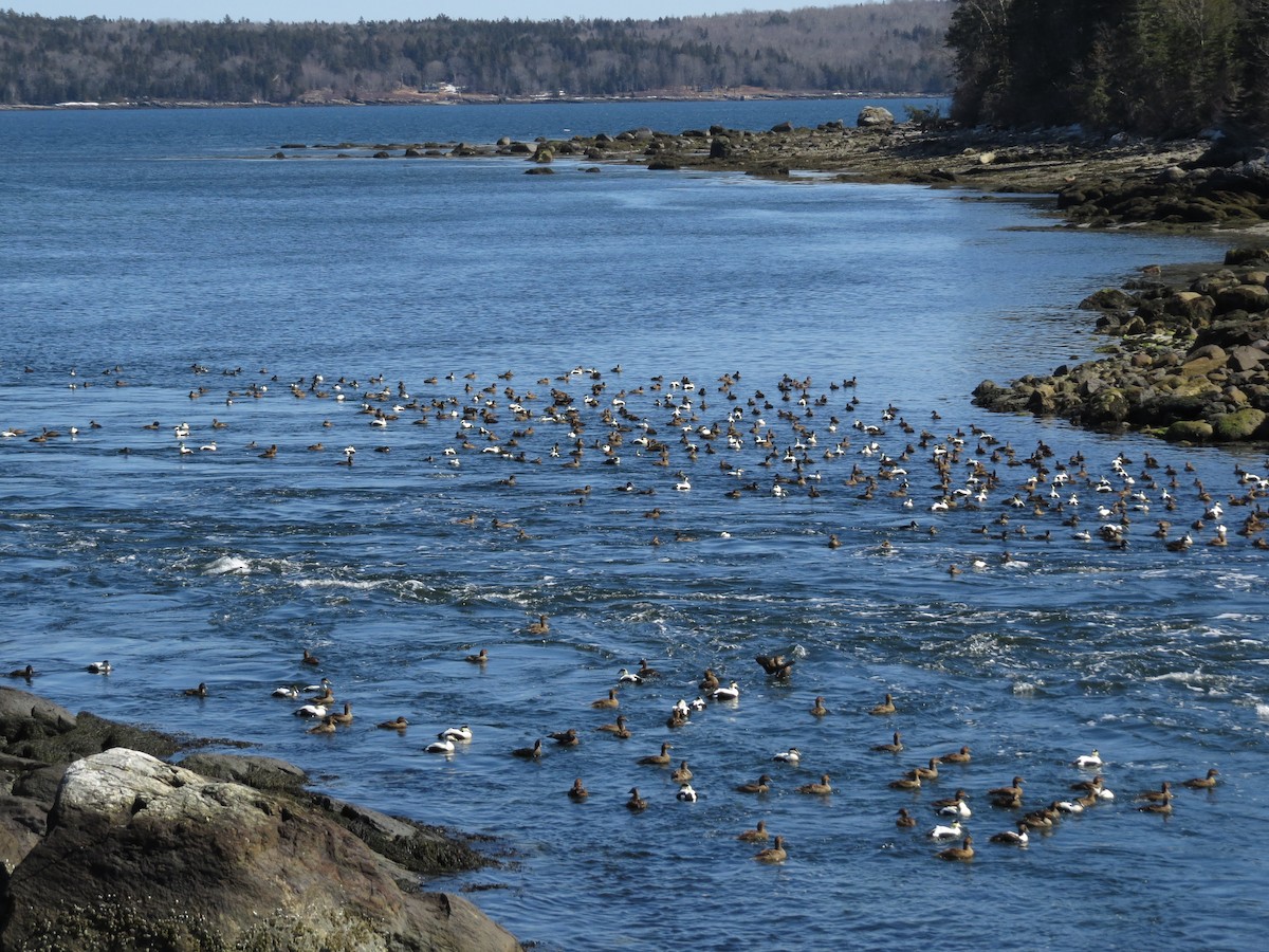 Common Eider - ML148038621