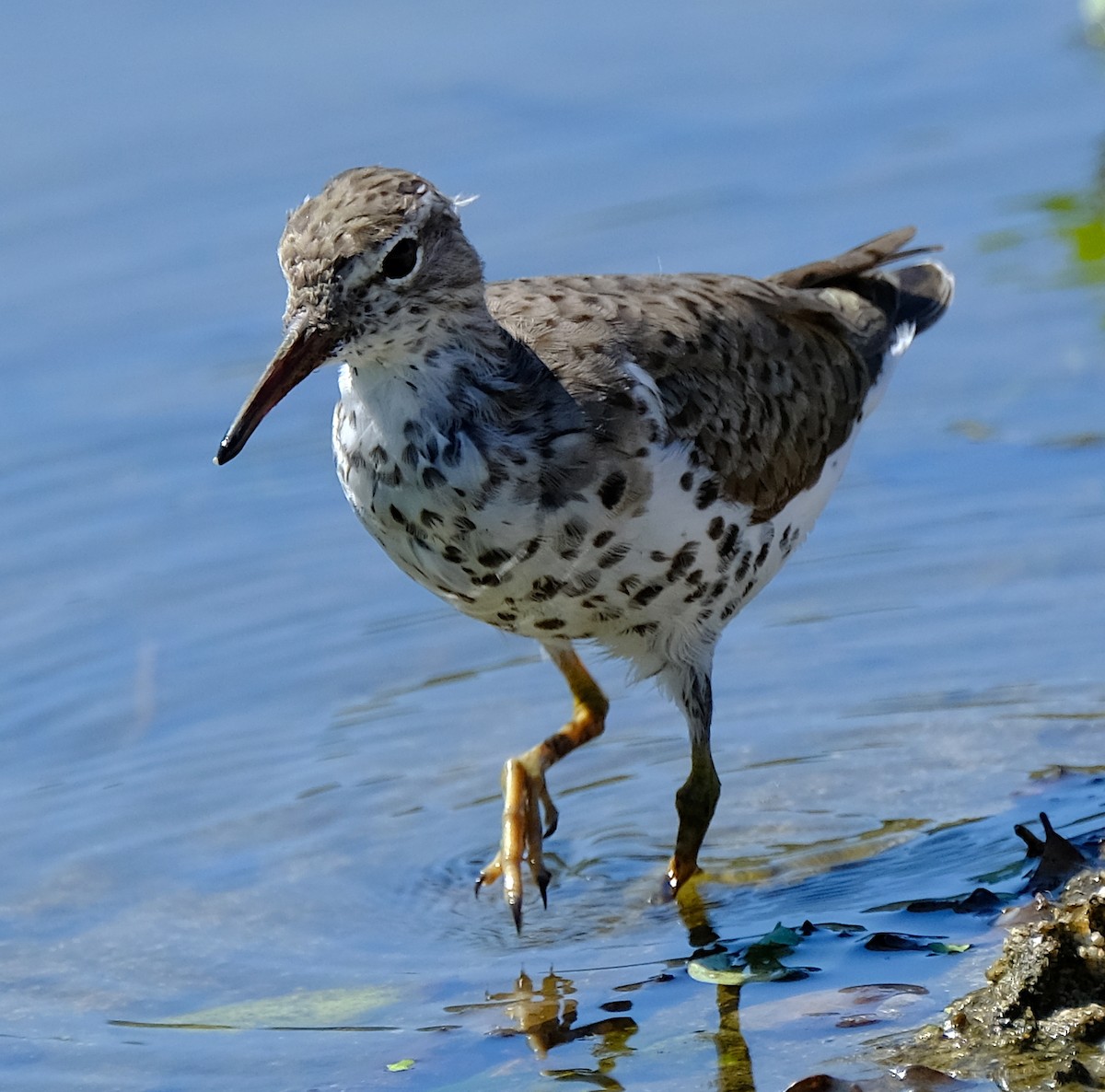 Spotted Sandpiper - ML148039261