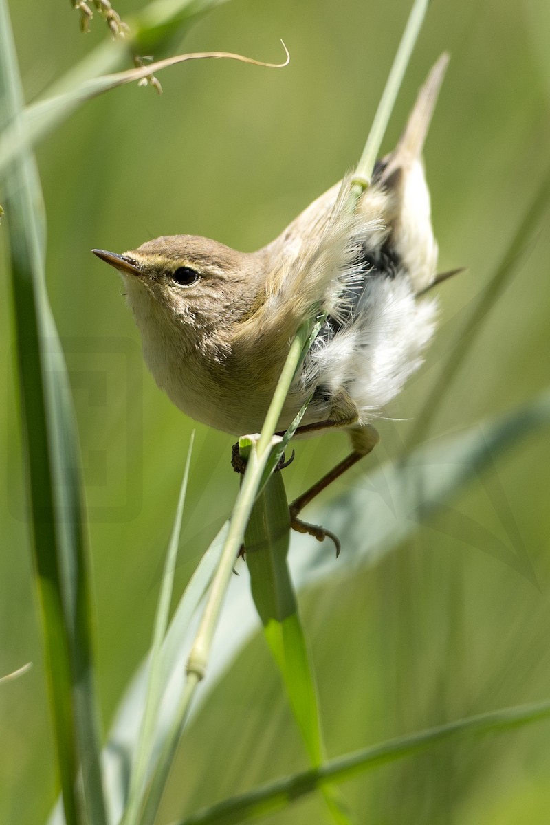 Common Chiffchaff - ML148039511