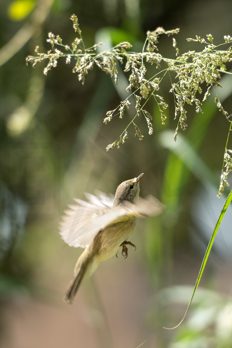 Common Chiffchaff - ML148039531
