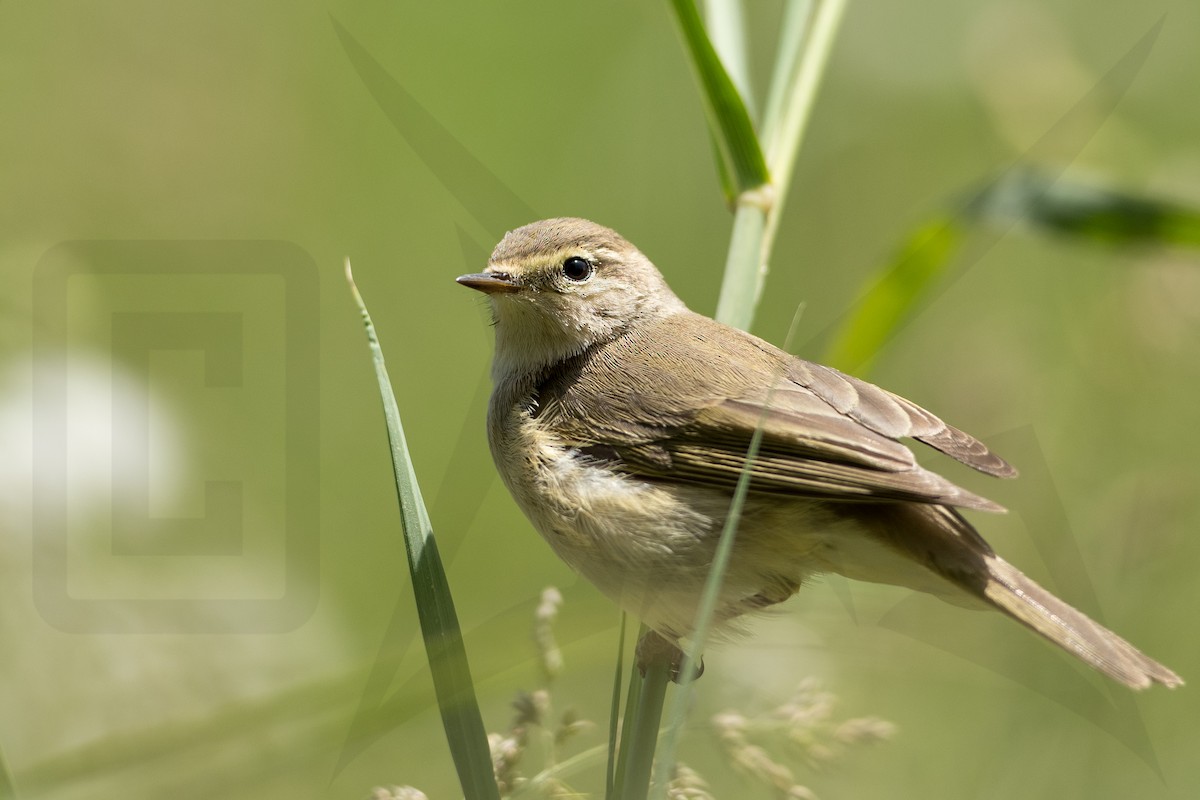 Common Chiffchaff - ML148039541