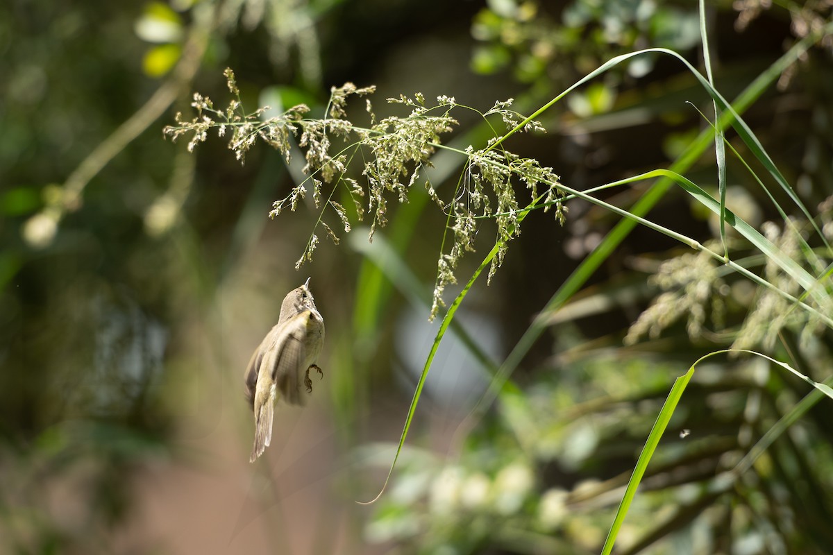 Common Chiffchaff - ML148039571