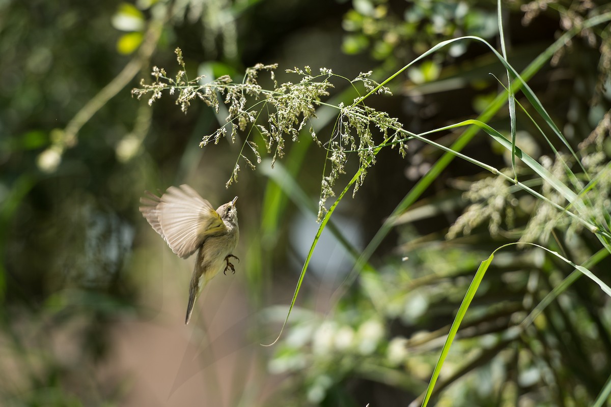 Common Chiffchaff - ML148039611