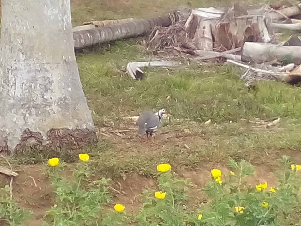 Helmeted Guineafowl - ML148039891