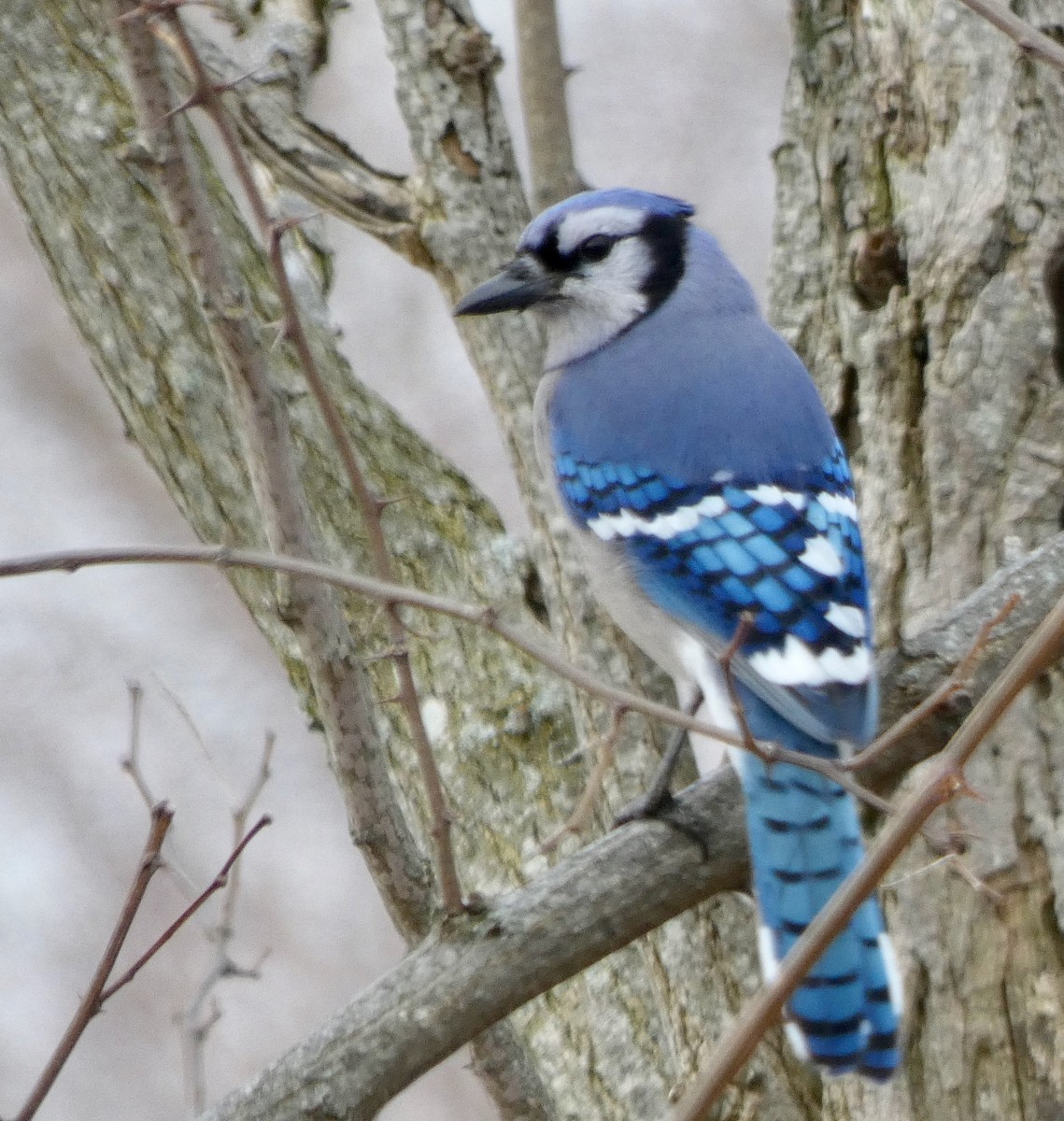 Blue Jay - ML148039911