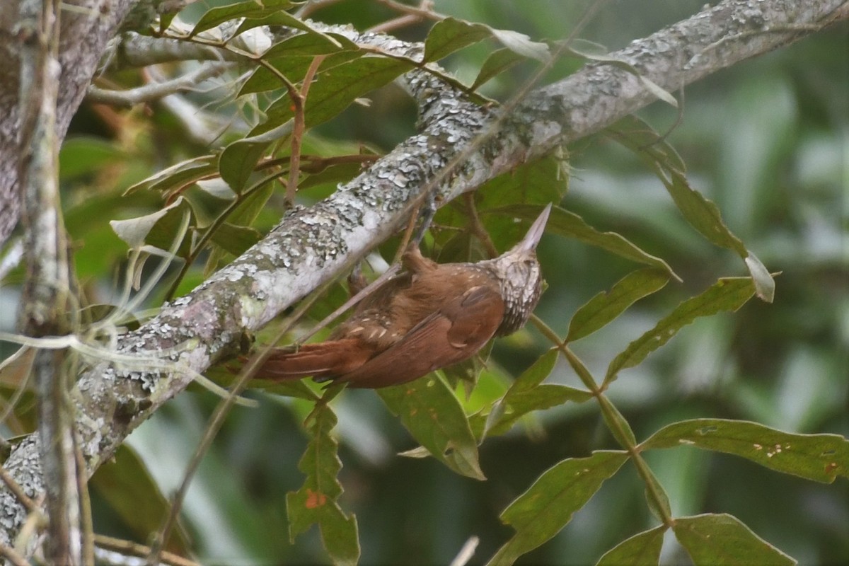 Straight-billed Woodcreeper - ML148040561