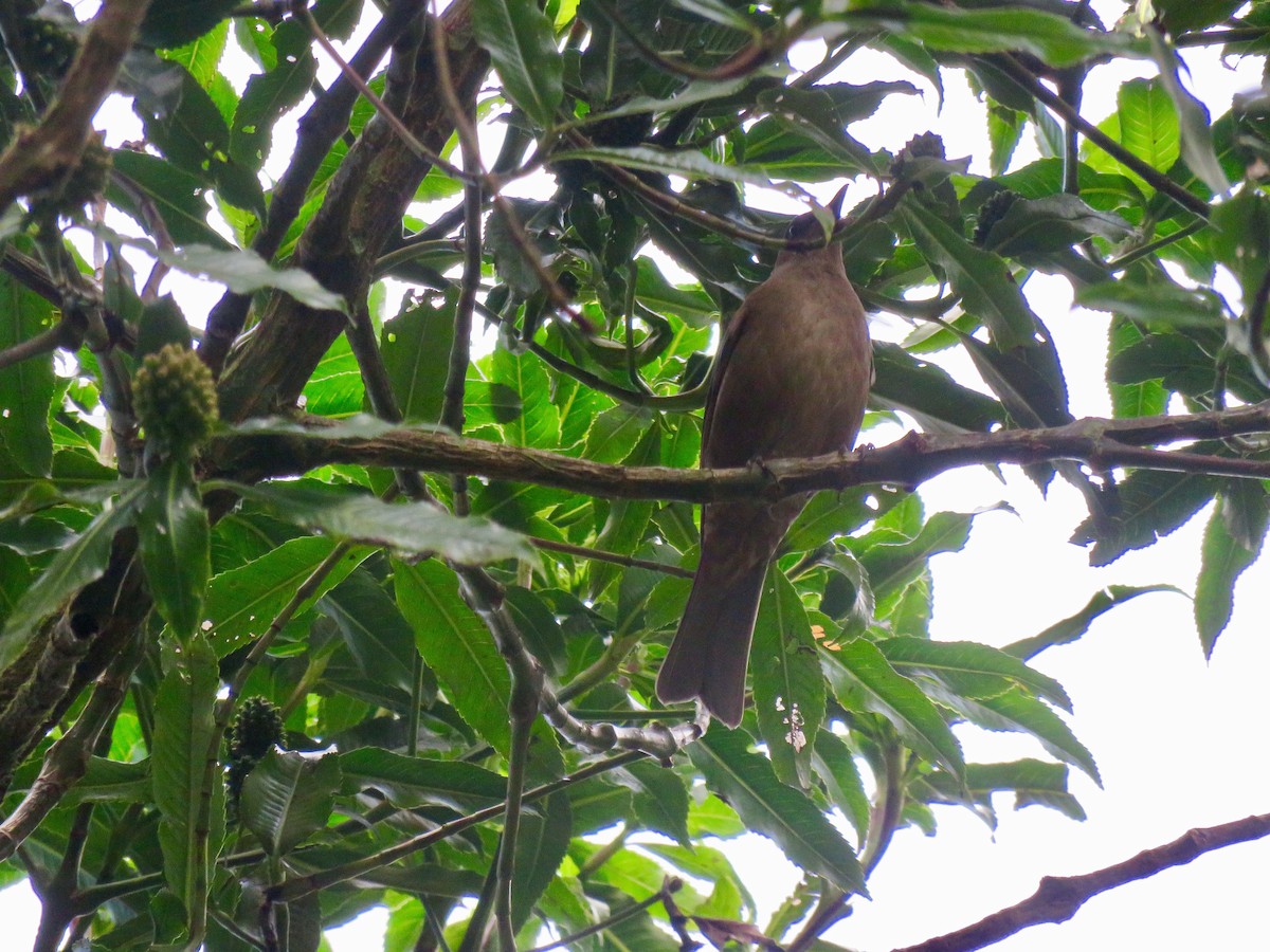 Mountain Thrush - ML148041291