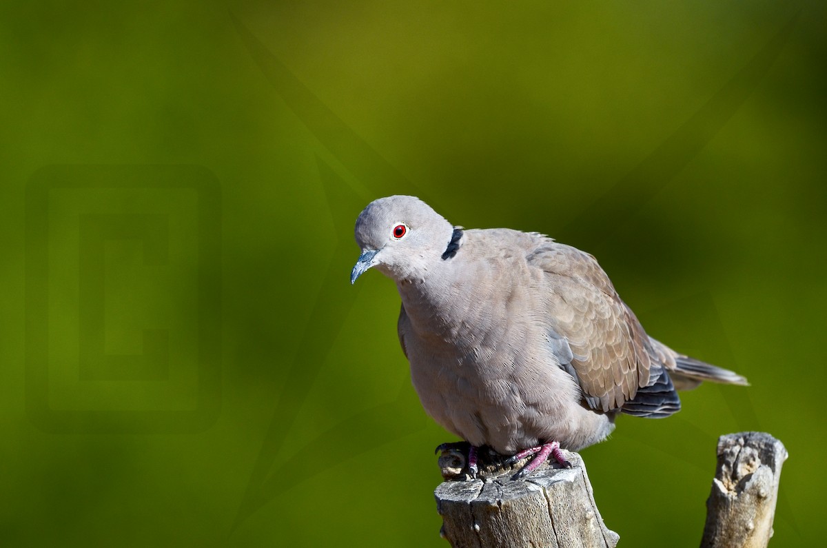 Eurasian Collared-Dove - ML148041301