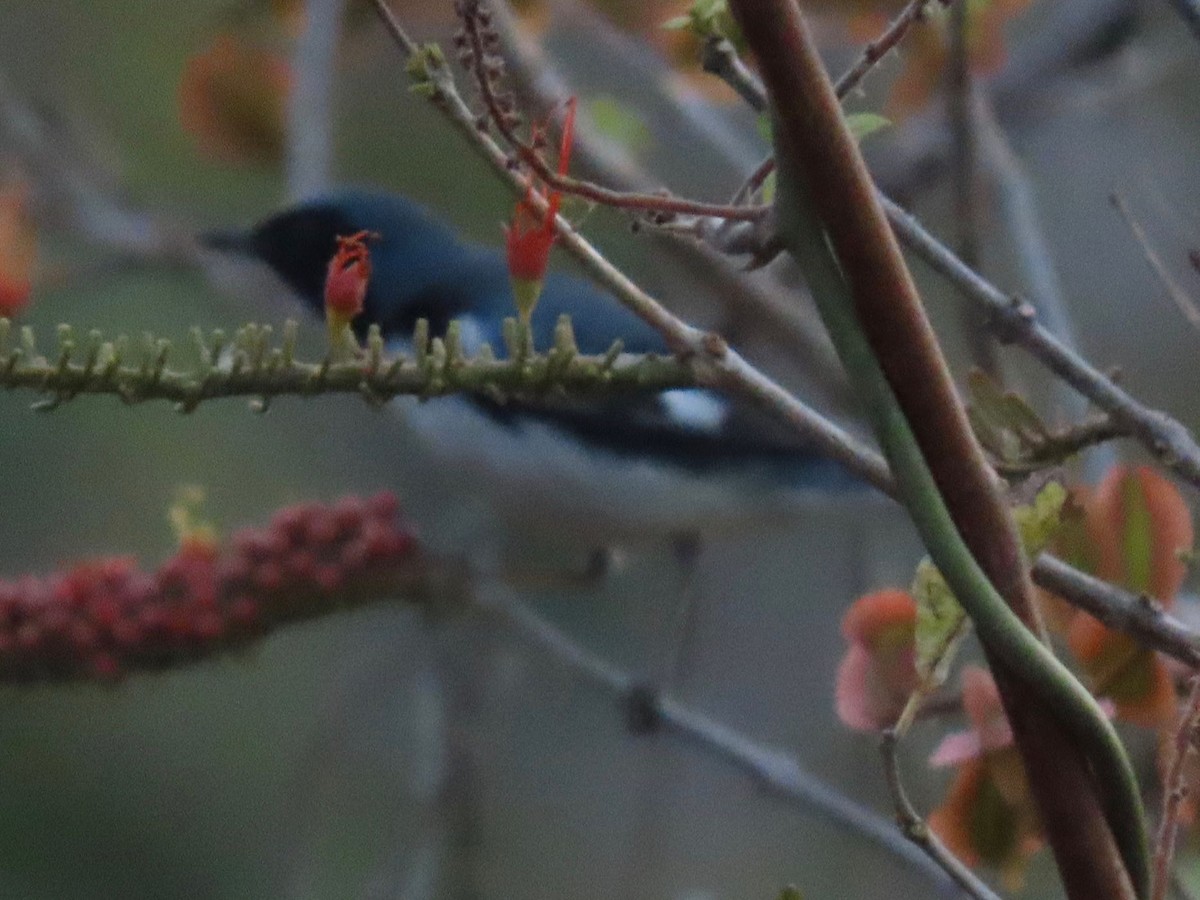 Black-throated Blue Warbler - ML148041631