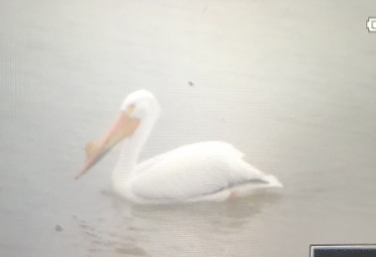 American White Pelican - ML148043431