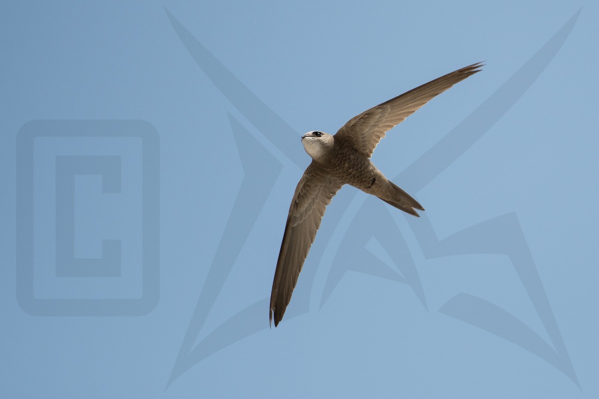Pallid Swift - ML148043601